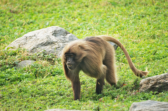 Gelada on the move