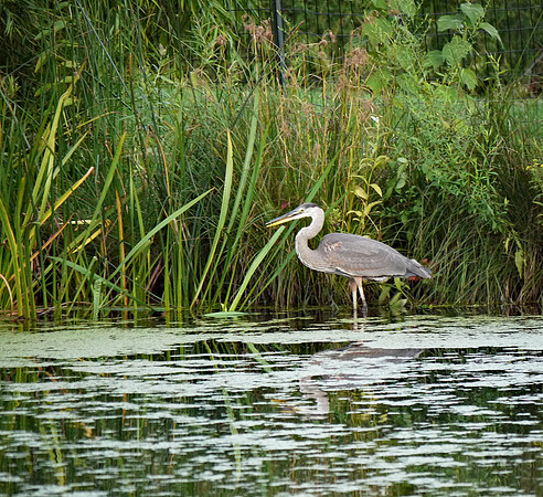 Great Blue Heron, Turtle Pond