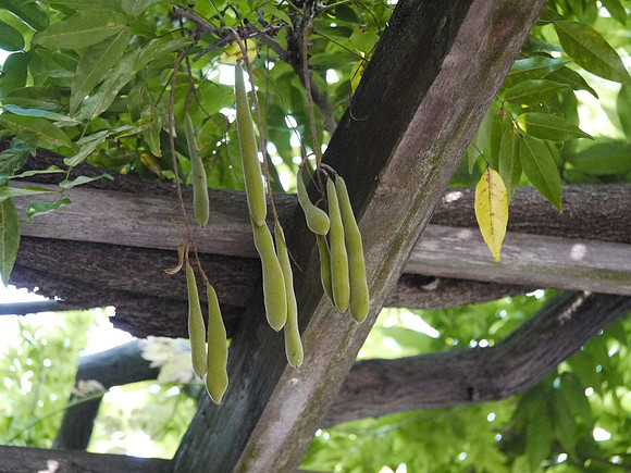 At the Brooklyn Botanic Garden