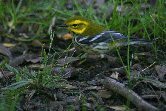 Black-Throated Green Warbler, Central Park