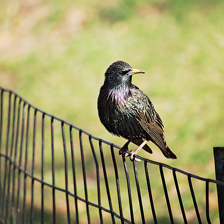Glorious Starling