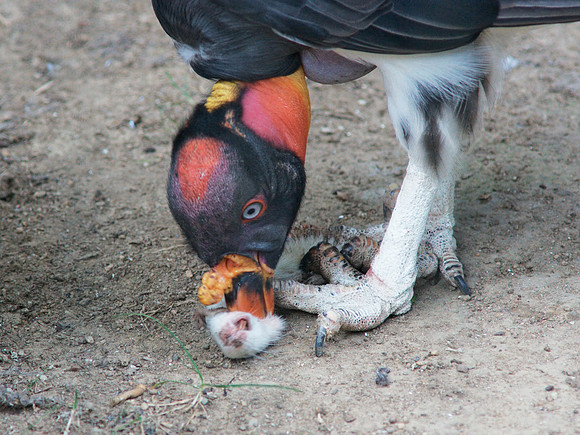 King Vulture and lunch