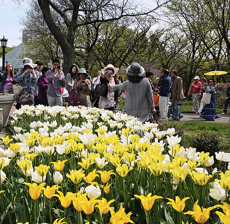 Who doesn't love tulips?