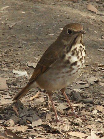 hermit thrush portrait