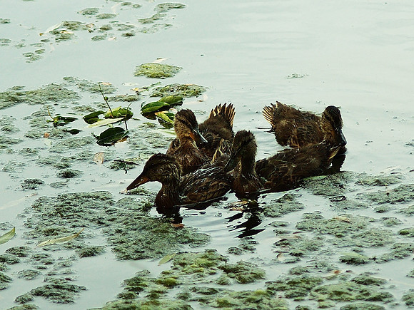 Ducklings Hanging Out