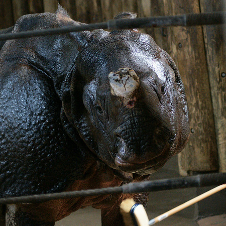 Rhino, Bronx Zoo