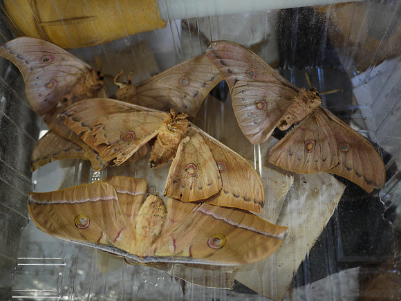 Dead silk moths