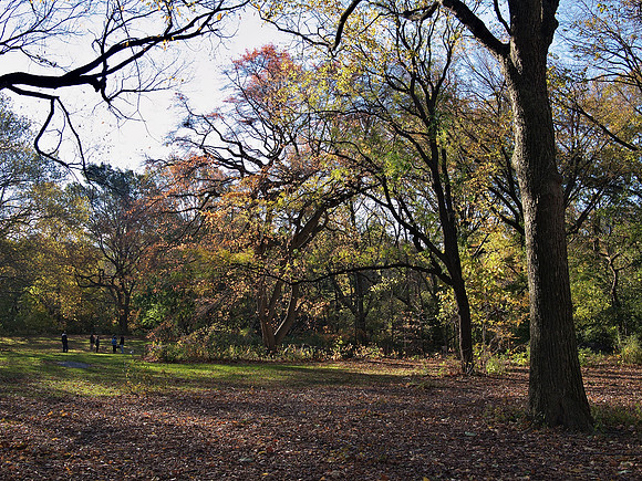 Tupelo Meadow, Central Park