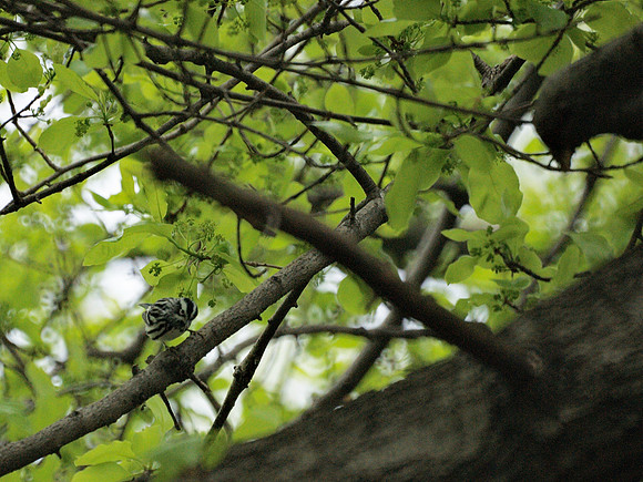 bird; Bird