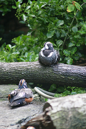 Duck encounter