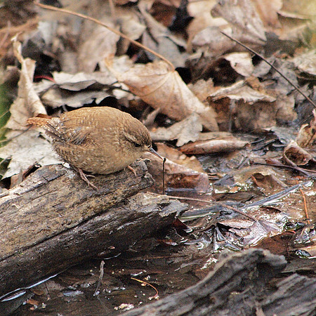 Fat little wren