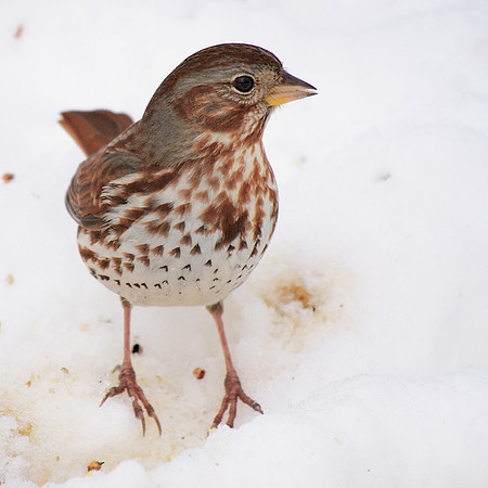 Fox Sparrow, Central Park