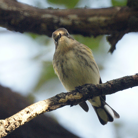 Yellow-Rumped Warbler, Autumn