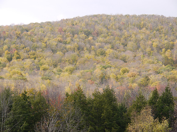 Greene County NY