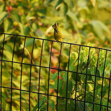 Yellow Warbler, Turtle Pond