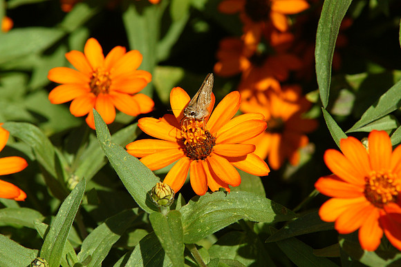 Skipper and dahlias, Central Park Conservancy Garden
