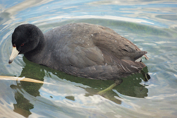 American Coot, Central Park Reservoir