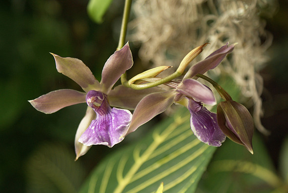 Bollopetalum