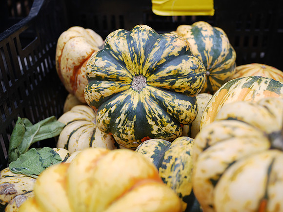 Squash, Union Square greenmarket