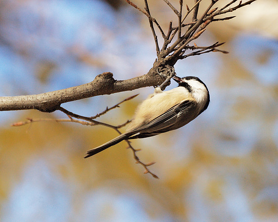 Black-Capped Chickadee, Central Park