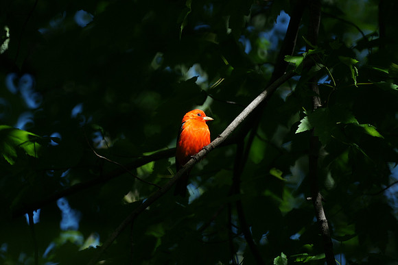 in the light