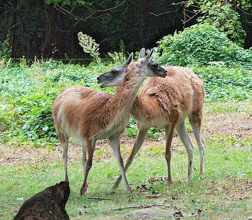 Alpacas, Bronx Zoo