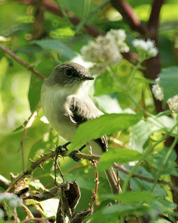 Eastern Phoebe, Central Park