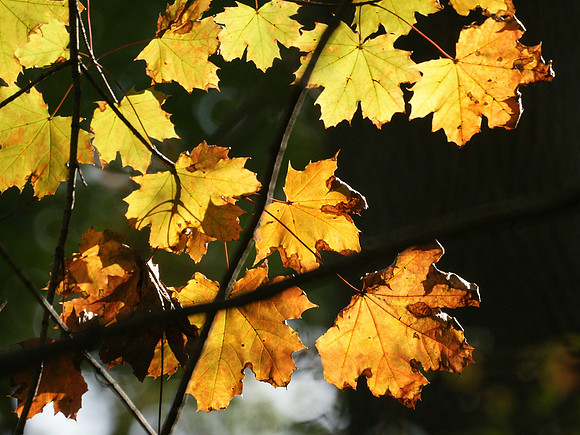 Autumn leaves, NY Botanical Garden
