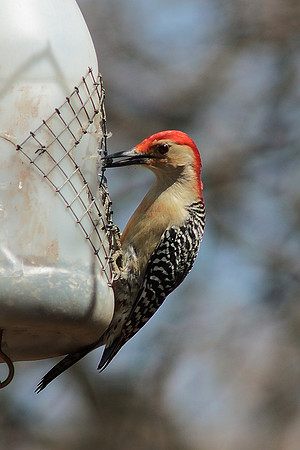 Red-Bellied Woodpecker