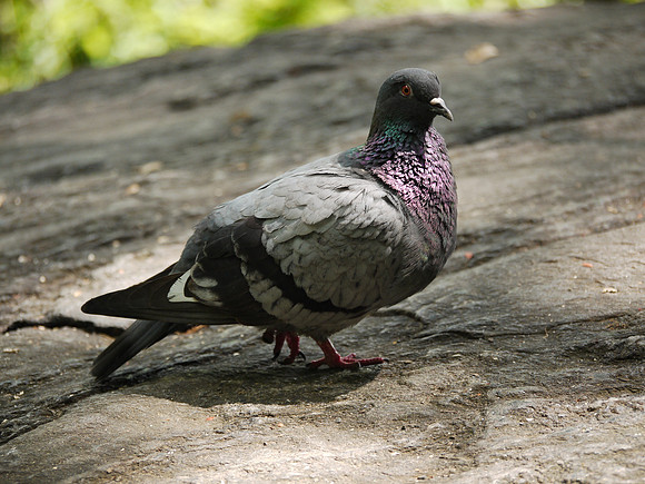 Pigeon, Central Park