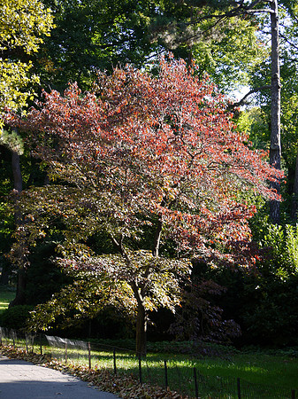 simple tree