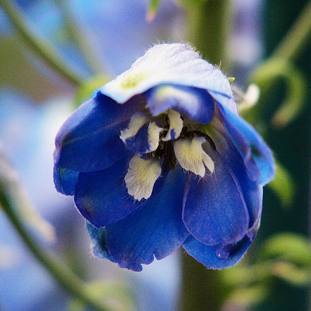 Into the blue