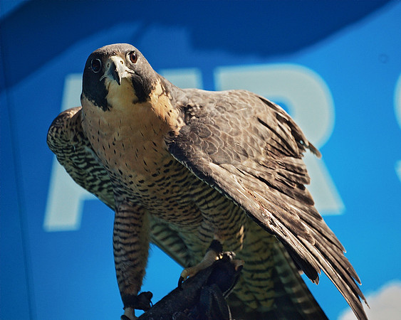Falcon Attitude