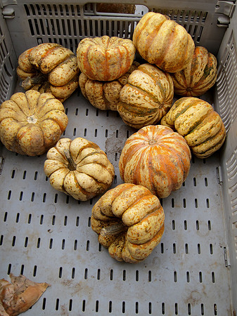 Greenmarket squash
