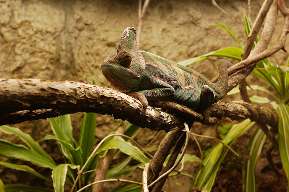Veiled Chameleon