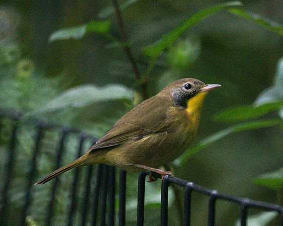 Common Yellowthroat, Central Park