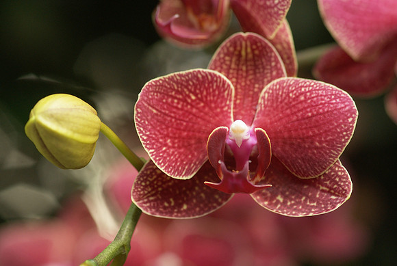 Phalaenopsis flower and bud