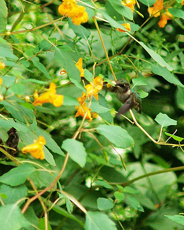 Hummingbird, Central Park