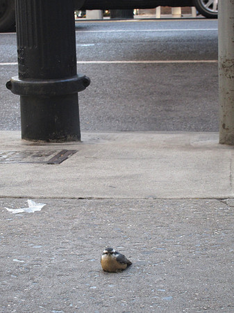 Red-Breasted Nuthatch, York Avenue