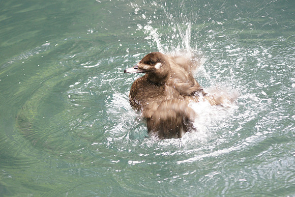 Duck bathing, Central Park Zoo