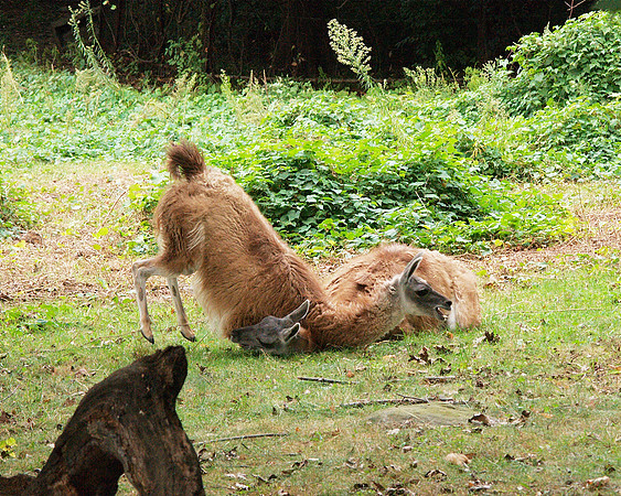 Alpacas, mock-fighting, Bronx Zoo