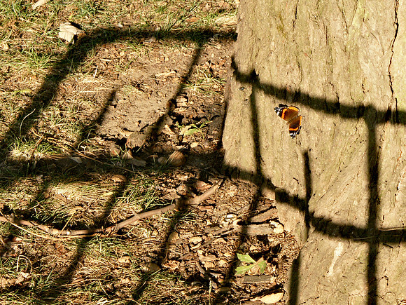 Red Admiral