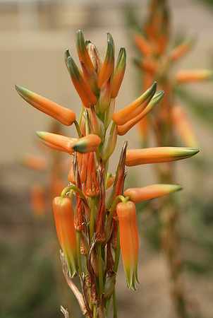 Aloe flowers