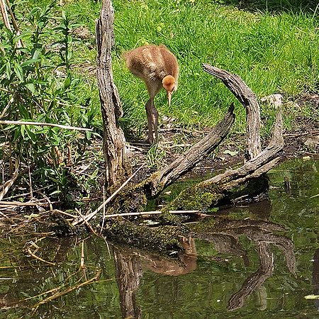 White-Naped Crane Chick