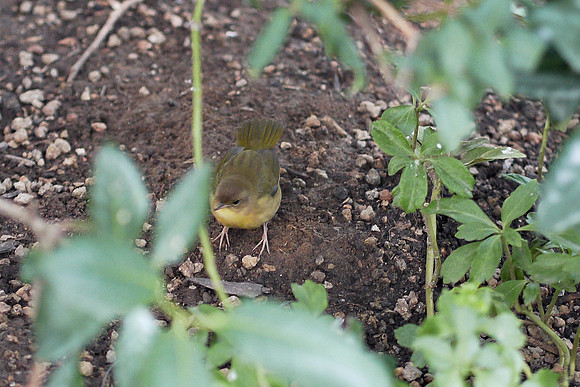 Common Yellowthroat, Grace Plaza