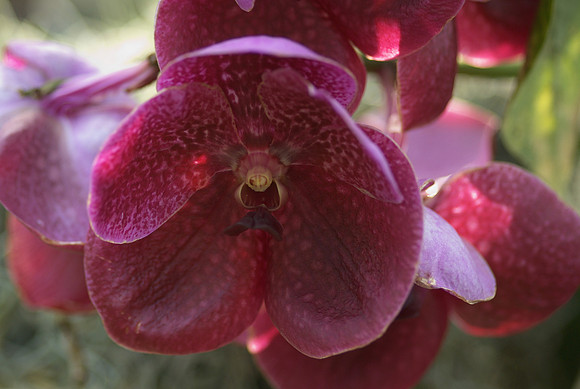 Vanda hybrid