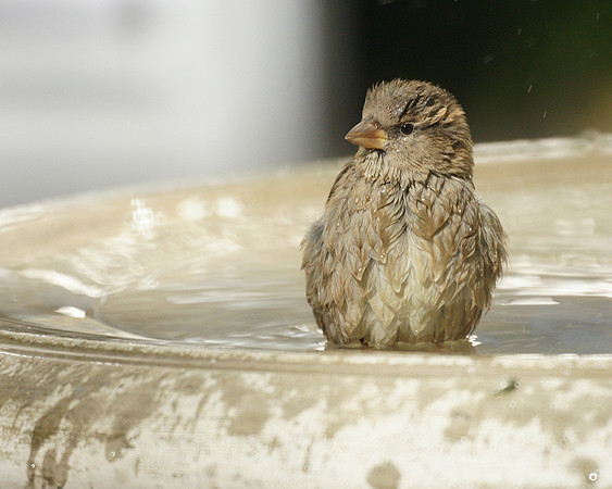 House Sparrow bathing, Bryant Park