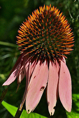 Echinacea