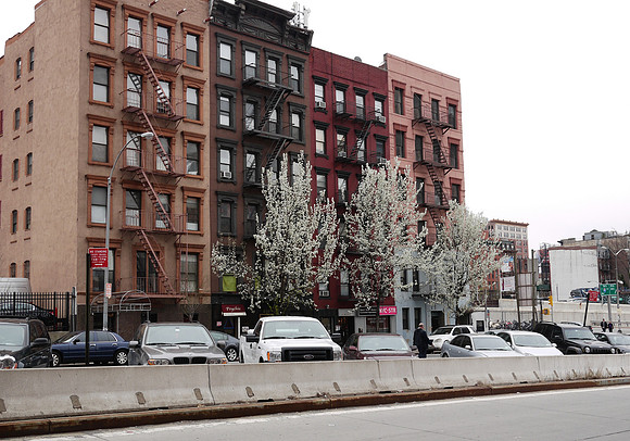 Callery Pear trees, Hell's Kitchen