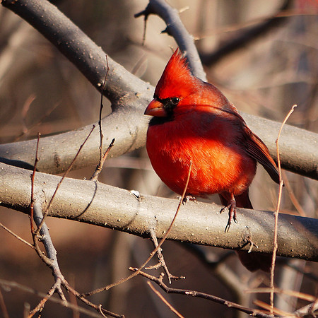 Cardinal, Central Park
